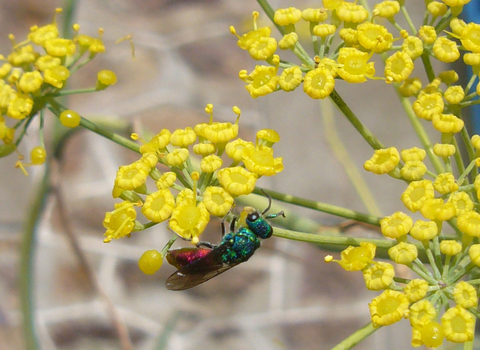 Ruby-tailed Wasp