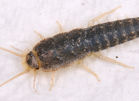 Silverfish