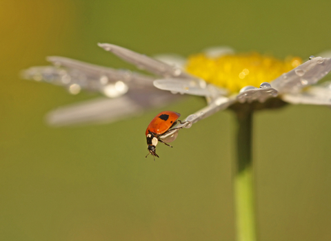 2-spot Ladybird