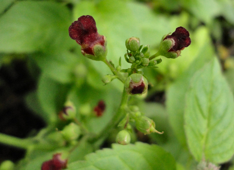 Water Figwort