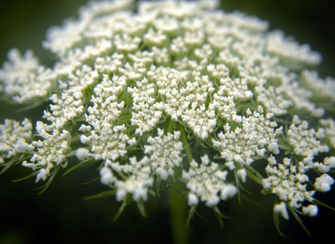 Wild Carrot