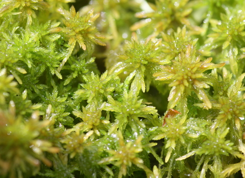 Sphagnum Moss