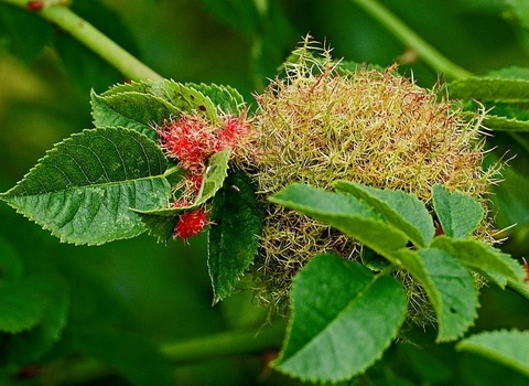 Robin's Pincushion