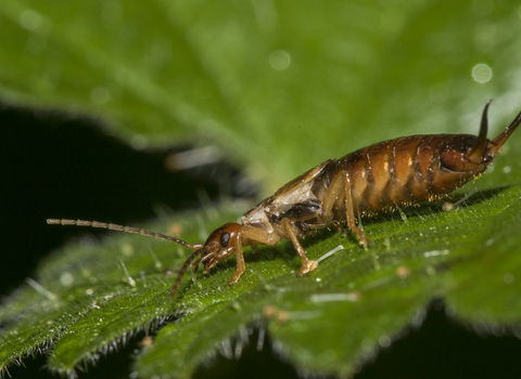 Common Earwig