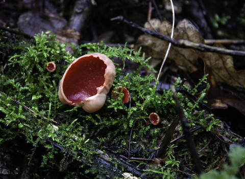 Scarlet Elfcup