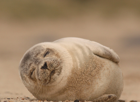 Common Seal 