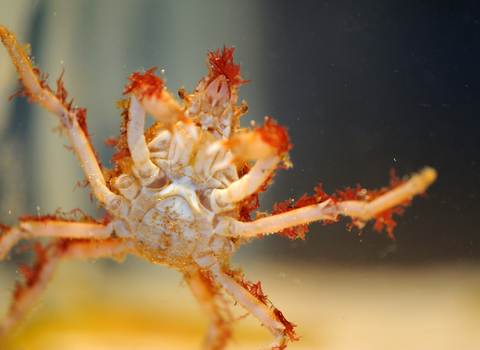 Great Spider Crab