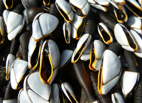 Goose Barnacles