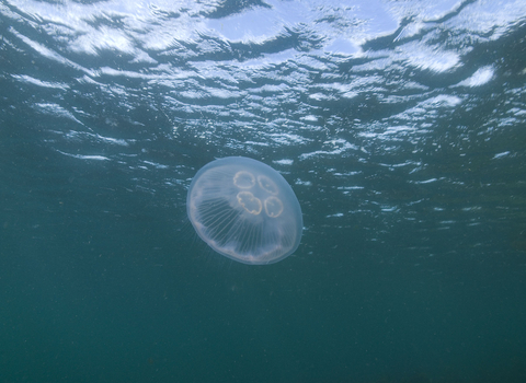 Moon Jellyfish