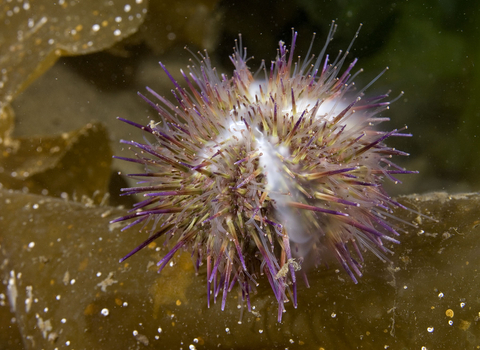 Green sea urchin