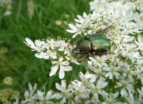 Noble chafer beetle