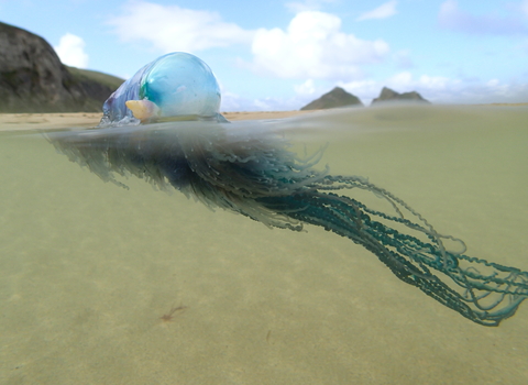 Portuguese man o' war