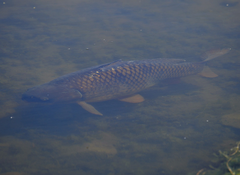 Common carp