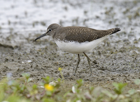 Green sandpiper