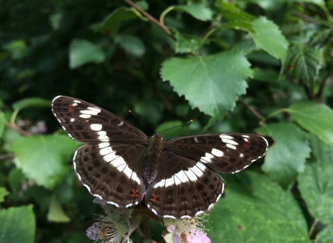 White admiral