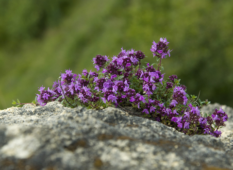 Wild thyme