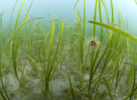 Common eelgrass