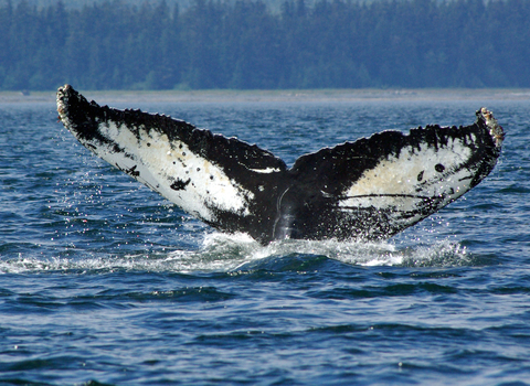 Humpback whale