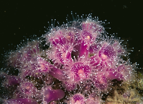 Jewel anemone