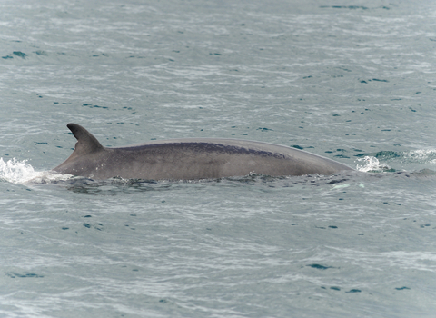 Minke whale