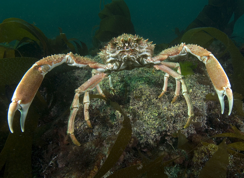 Spiny spider crab