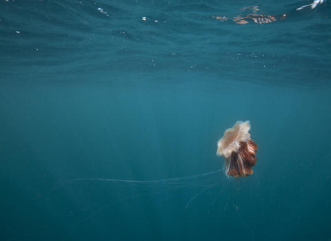 Lion's mane jellyfish