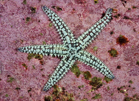 Spiny starfish