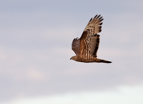 Honey buzzard