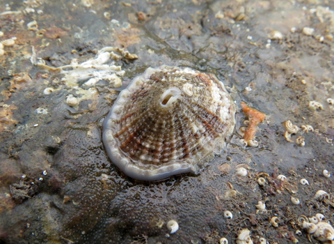 Keyhole limpet