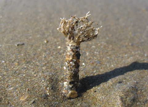 Sand mason worm