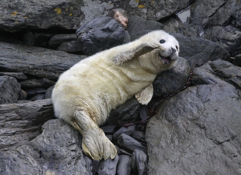 Grey seal pup waving its flipper, the Wildlife Trusts