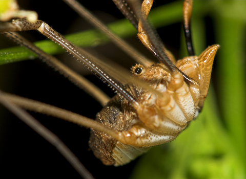 Harvestman (Phalangium opilio) male