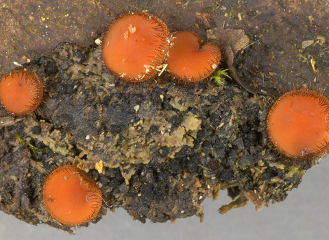 Common eyelash fungus