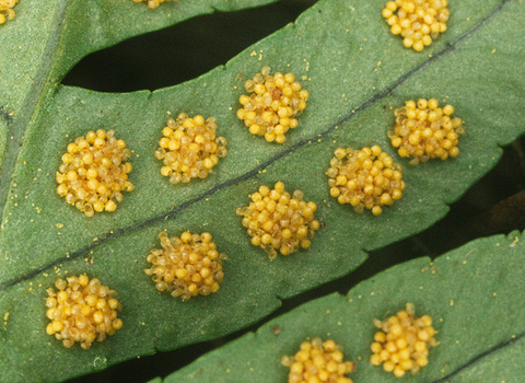 Common polypody