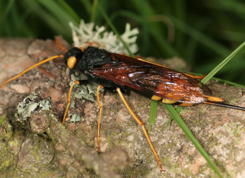 Giant horntail