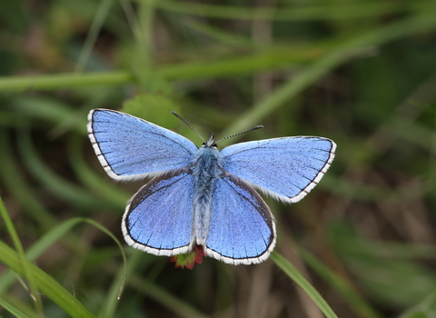 Adonis blue