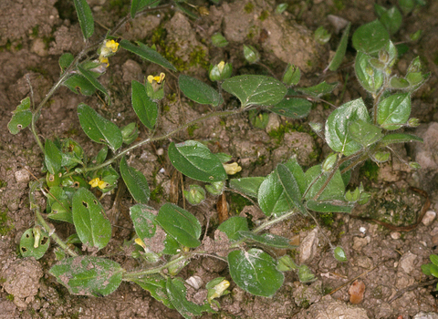 Round-leaved fluellen