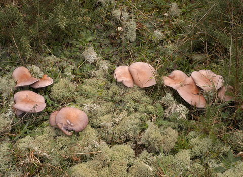 Wood blewit