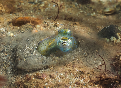 Little cuttlefish