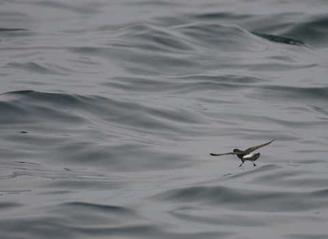 Storm petrel