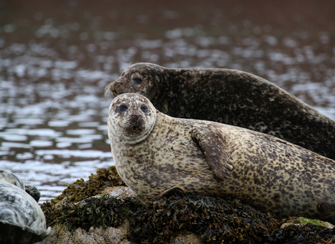 Common seals