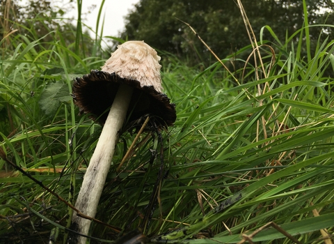 Shaggy Inkcap