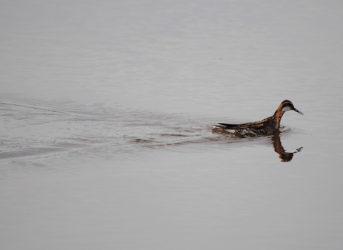 Red-necked Phalarope