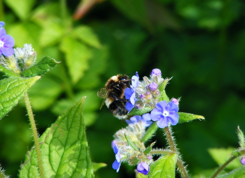 Heath bumblebee