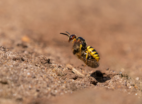 Bee wolf carrying honeybee