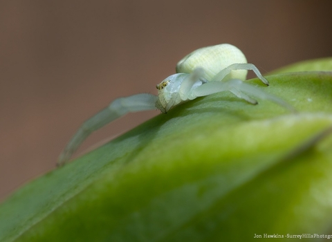 crab spider on leaf