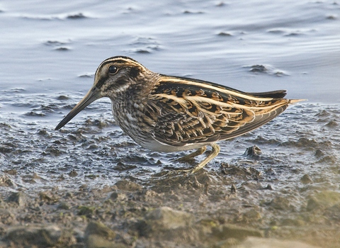 Jack snipe