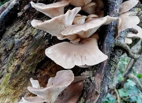 oyster mushroom