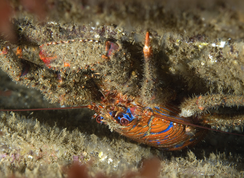 : Spiny squat lobster