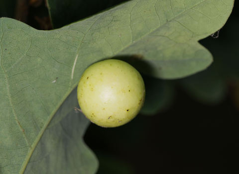 Cherry gall